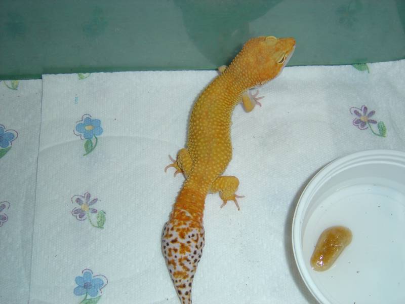 Flame - Male Stud for Bruce's Collection