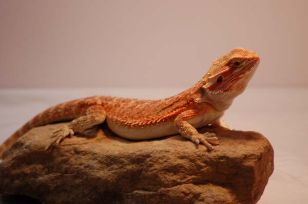 Flame red 5 mo girl