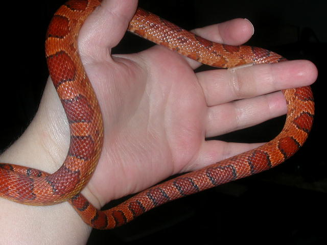 Flame19