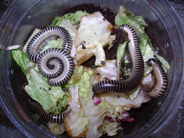 Florida Ivory Millipedes