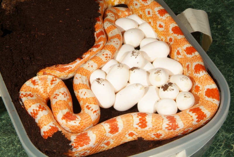 Fluorescent Eggs!