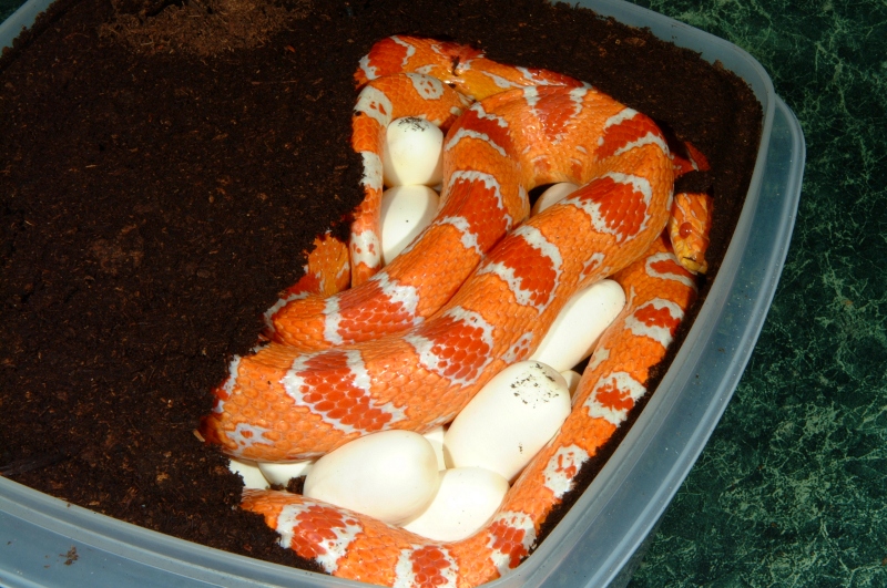 Fluorescent Orange Corn laying eggs