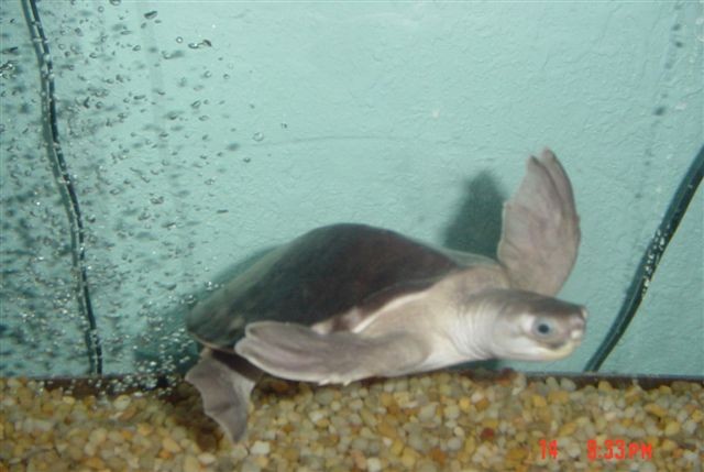 Fly-River Turtle (Darwin)