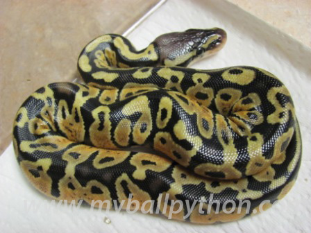FOR SALE: 2 Baby Ball Python (s) Snakes (Both Females) (Pastel/Normal)