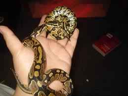 FOR SALE: 2 Baby Ball Python (s) Snakes (Both Females) (Pastel/Normal)
