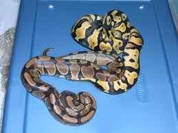 FOR SALE: 2 Baby Ball Python (s) Snakes (Both Females) (Pastel/Normal)