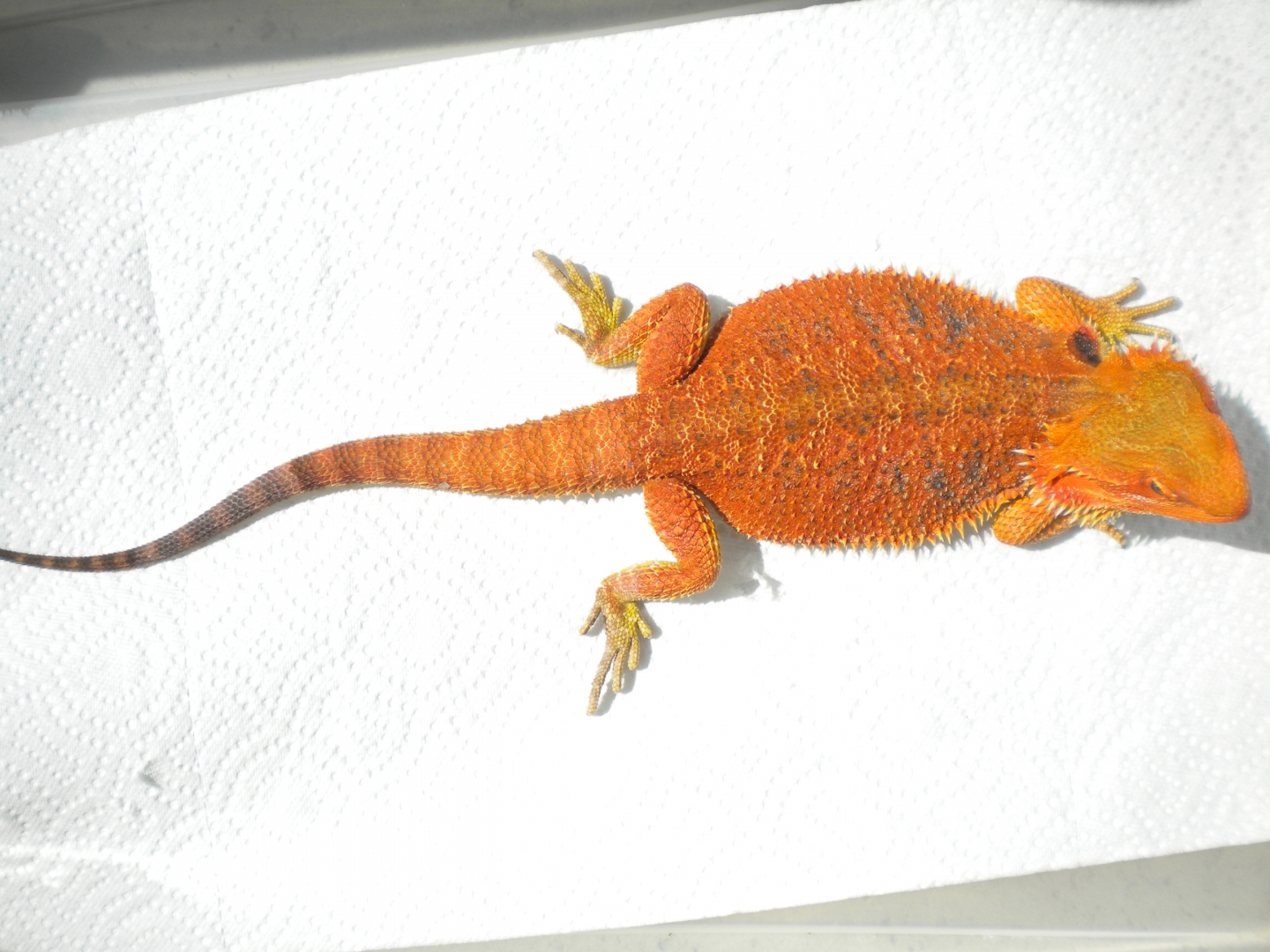 FOR SALE 5 QUALITY BEARDED DRAGONS