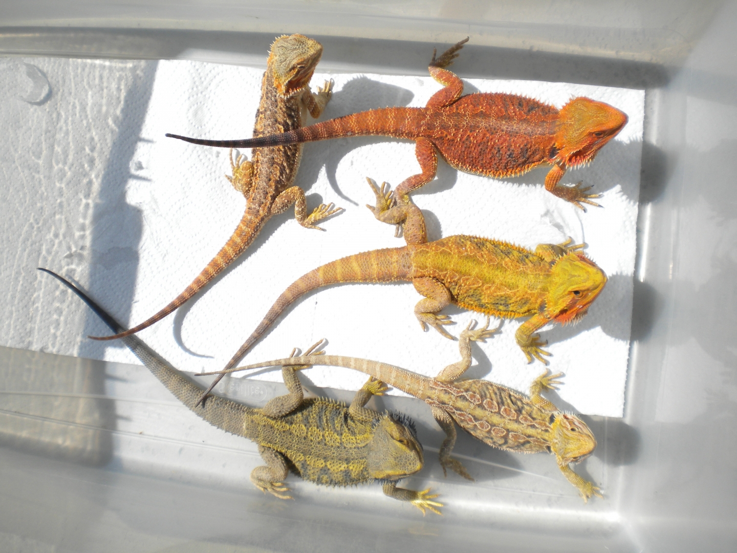FOR SALE 5 QUALITY BEARDED DRAGONS