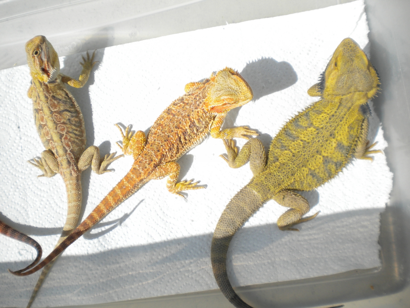 FOR SALE 5 QUALITY BEARDED DRAGONS