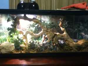 FOR SALE BP Morphs