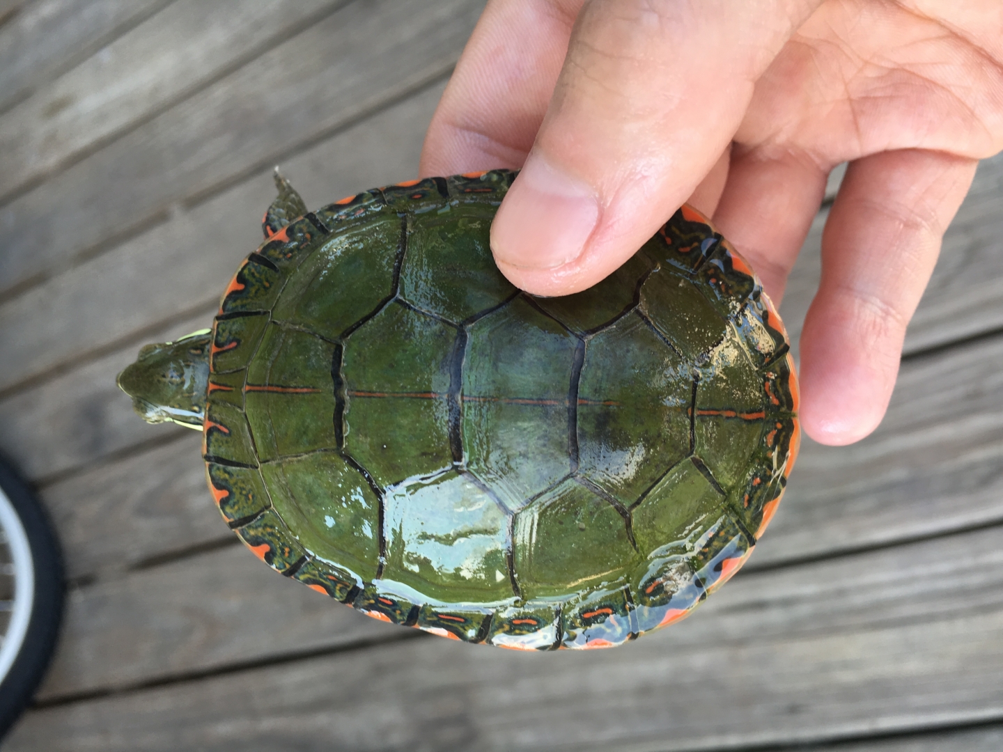 For sale, Spotted turtle, Midland Painter, and baby Sulcata