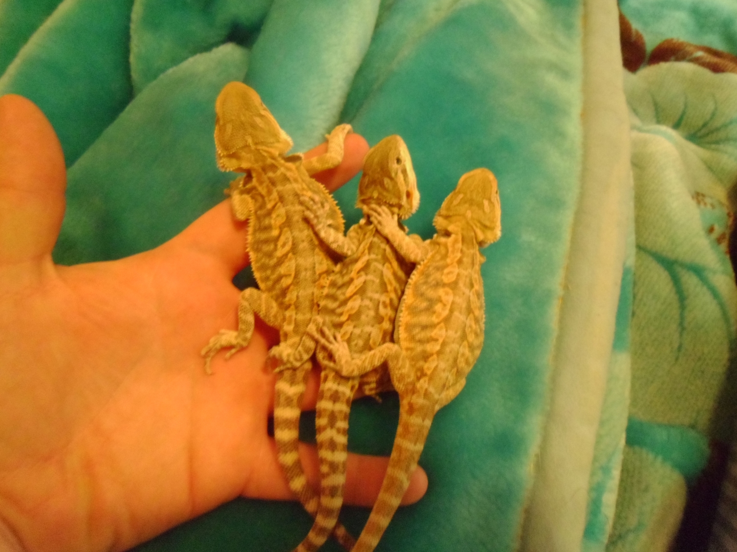 for_sale_dragons_001