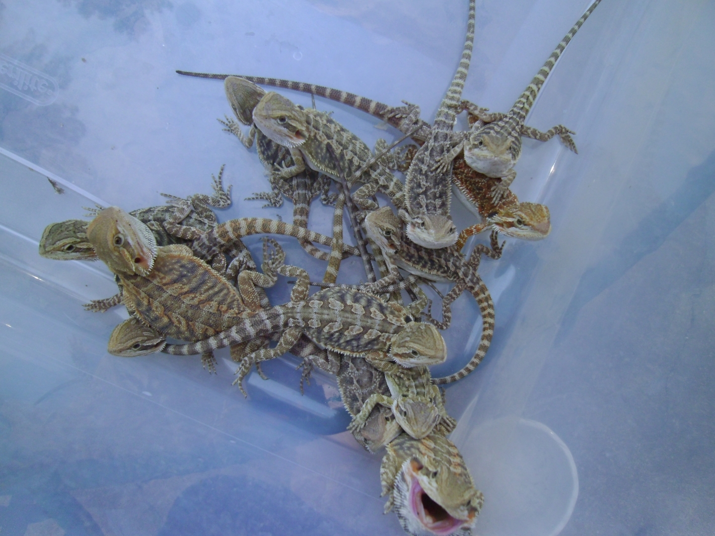 for_sale_dragons_004