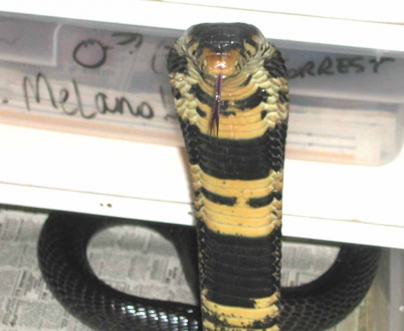 Forrest Cobra