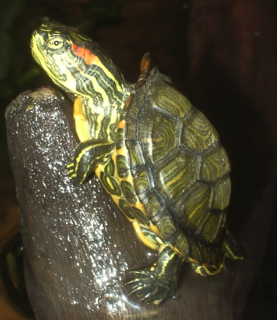 forrest_res_smallbaby_dec05_640