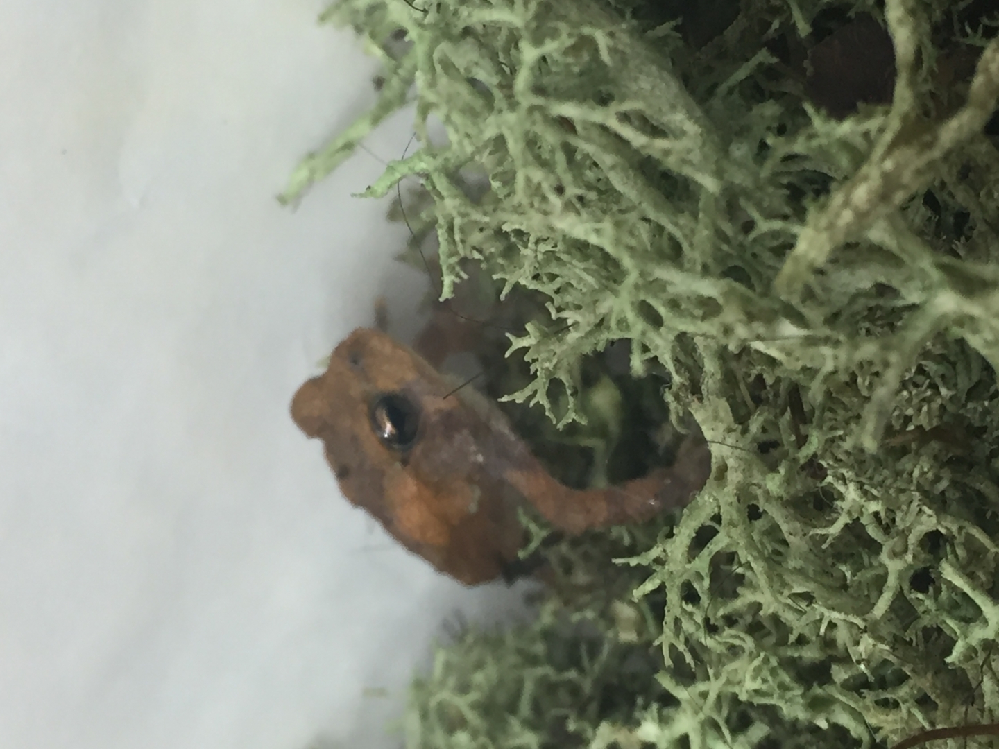 Fowlers Toads (A, B)