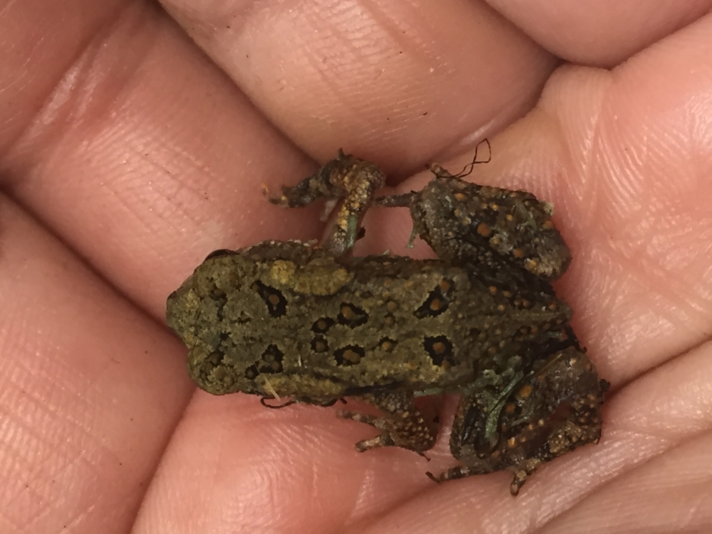 Fowlers Toads (A, B)