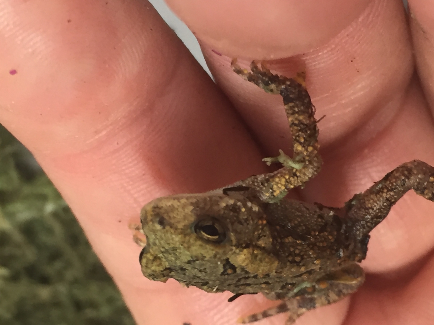 Fowlers Toads (A, B)