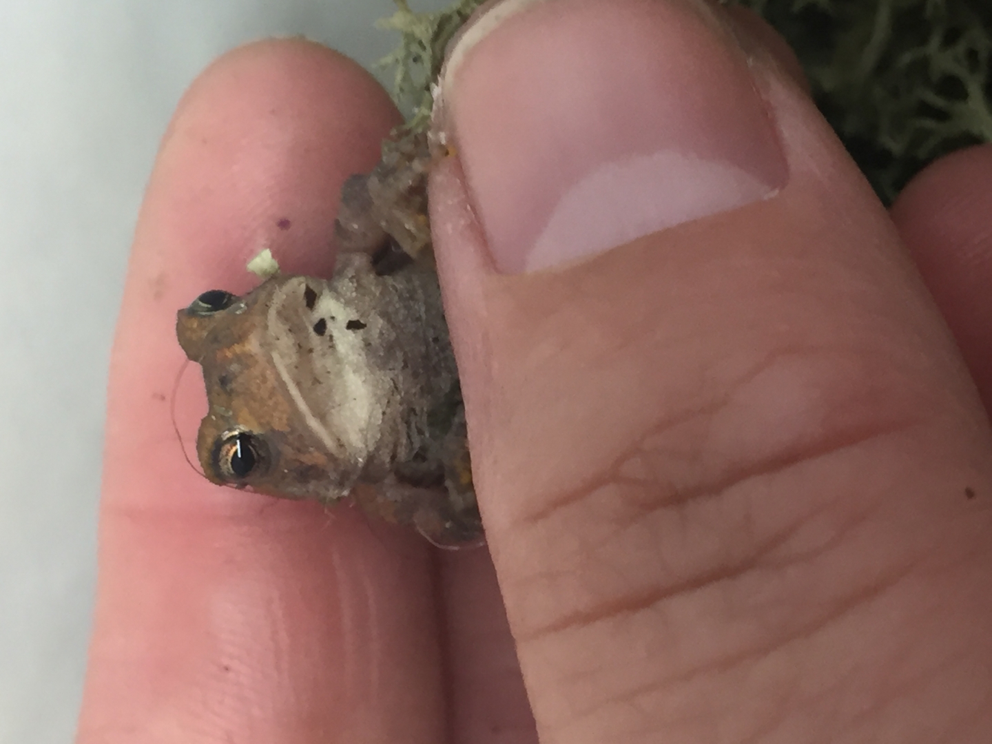 Fowlers Toads (A, B)