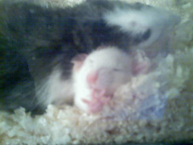 Fred and Buster Asleep