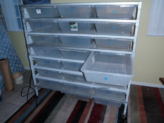 freedom breeder rack