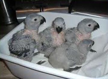 fresh laid and fertile species of parrot eggs for sale