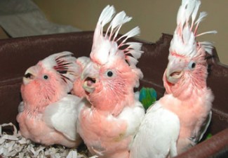 fresh laid and fertile species of parrot eggs for sale