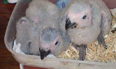 fresh laid,candled tested parrots eggs for sale