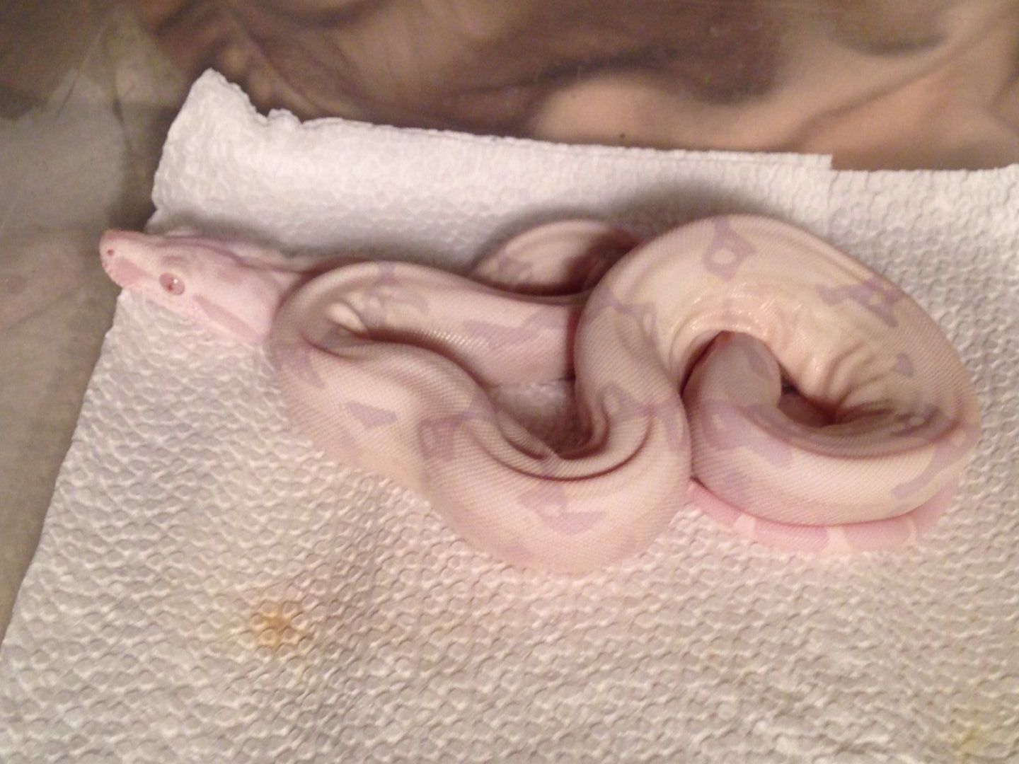 Fresh shed possible jungle moonglow