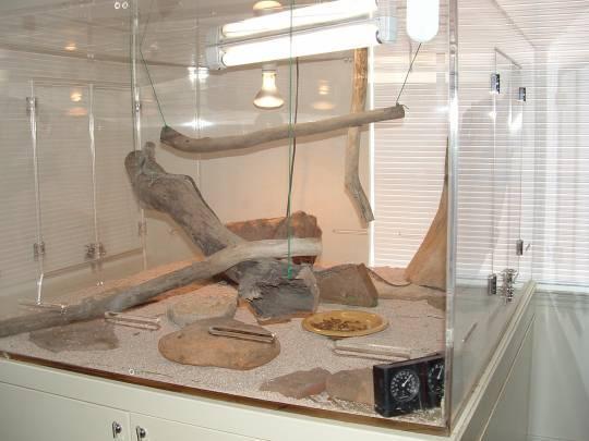 Frilled dragon cage
