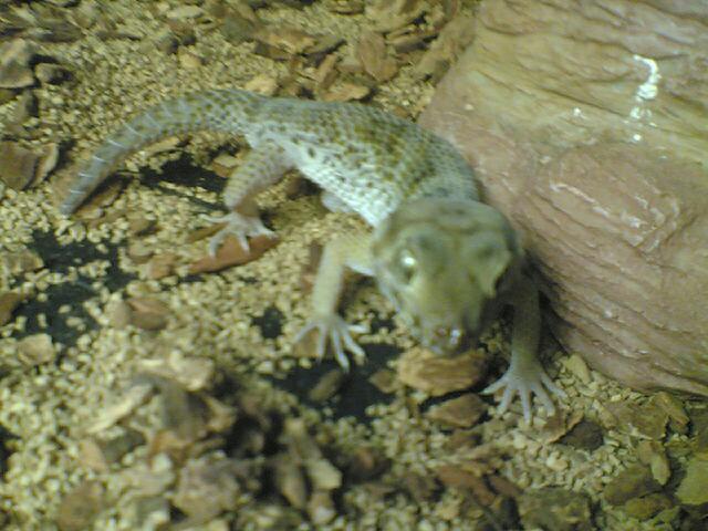 frog eyed