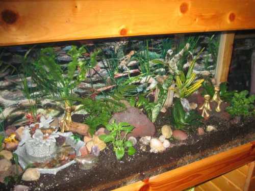 frog-terrarium-2