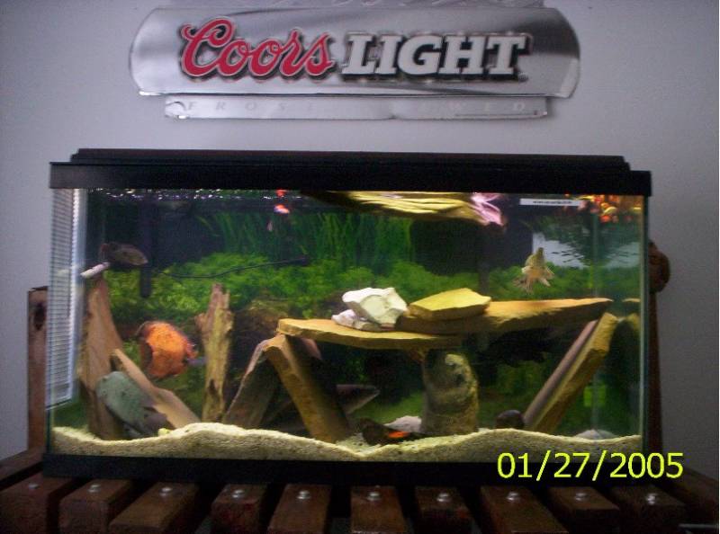 front view of my aquarium