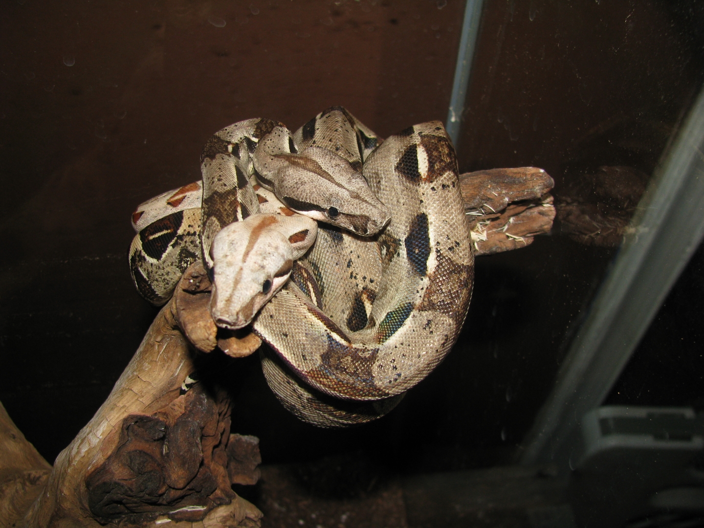 future breeding pair