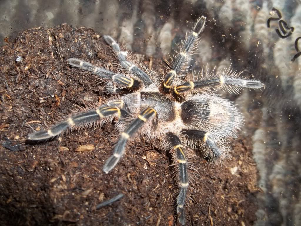 G. pulchripes