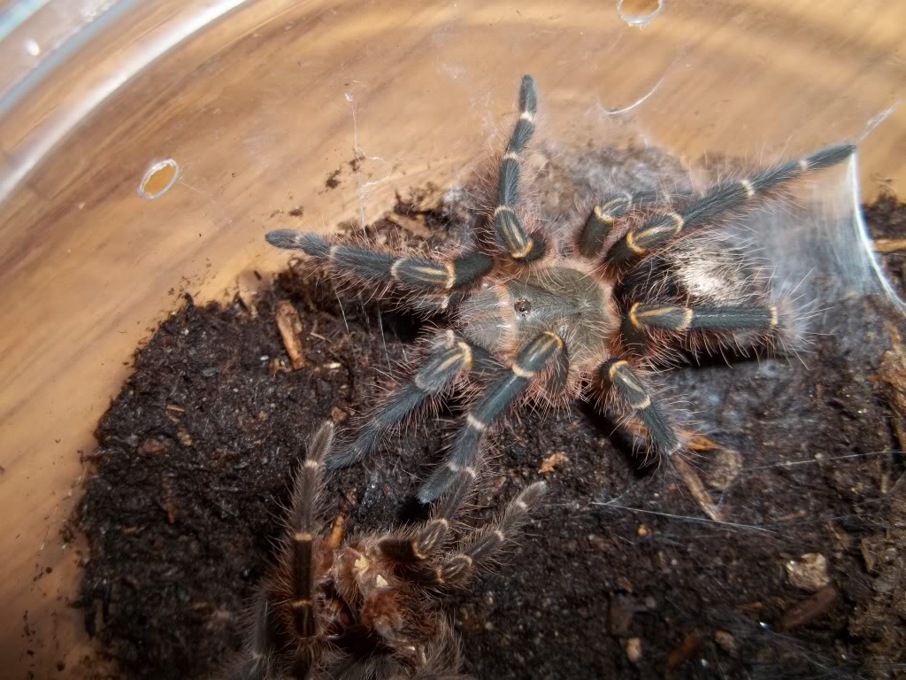 G. pulchripes