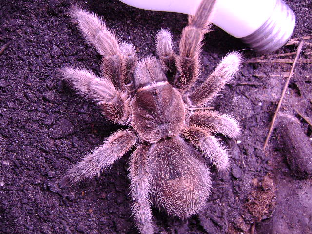 G. rosea Adult Female