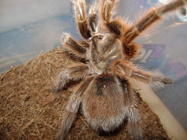 G. rosea Female