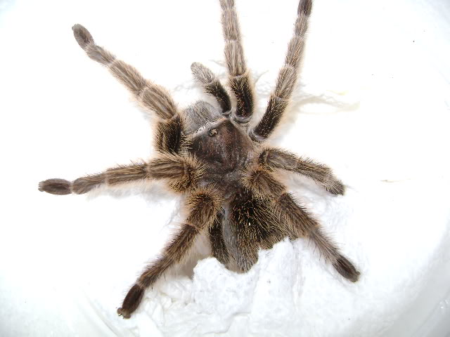 G. rosea Female