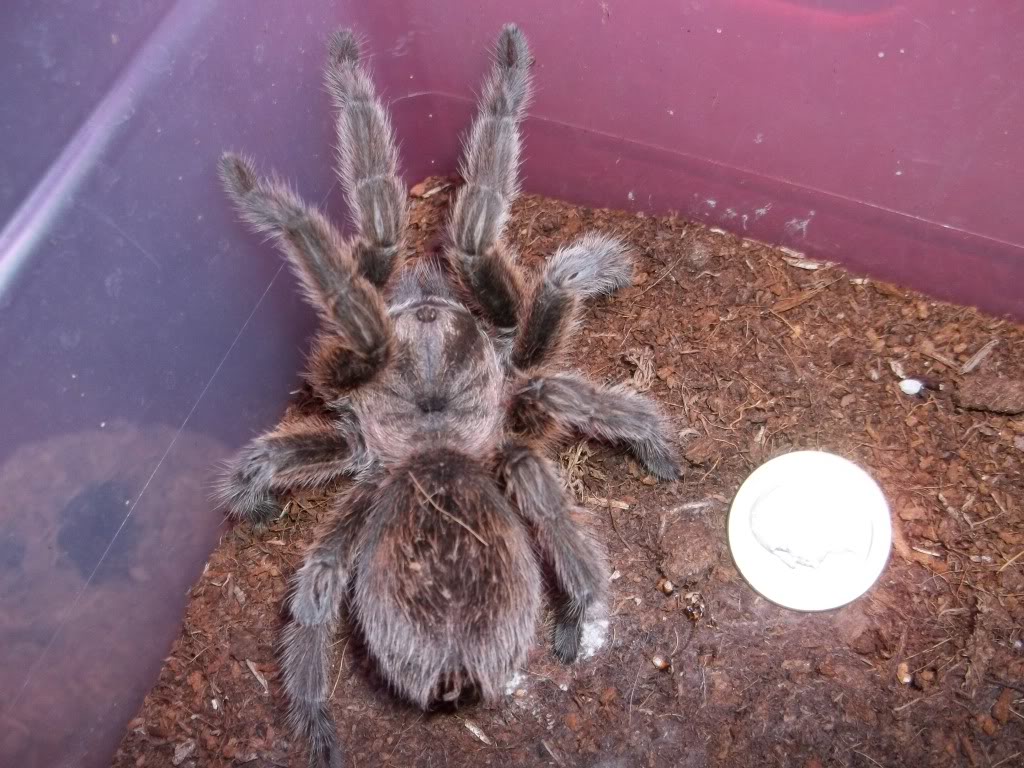 G. rosea Female