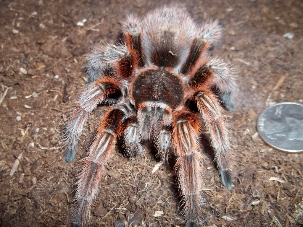 G. rosea Female