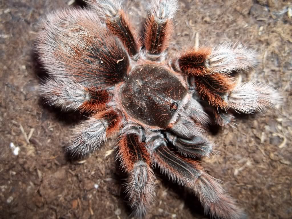 G. rosea Female