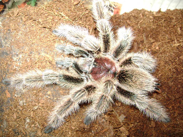G. rosea Male