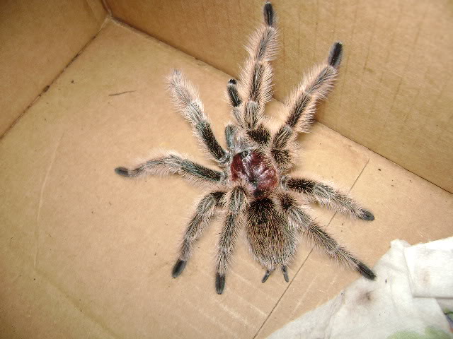 G. rosea Male