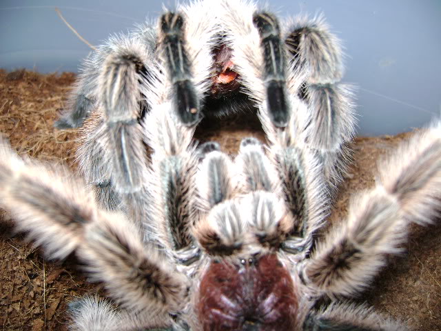 G. rosea Mating