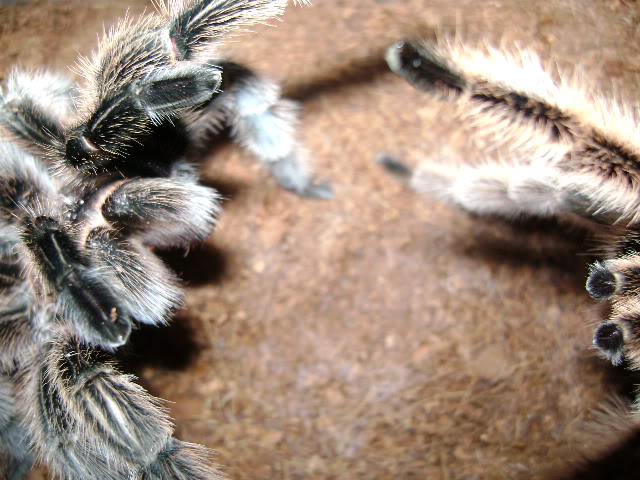 G. rosea Mating