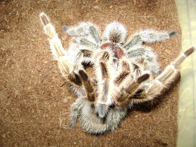 G. rosea Mating