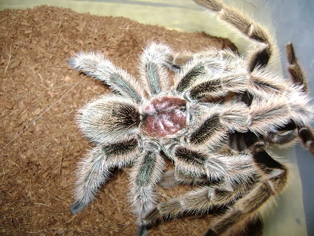G. rosea Mating