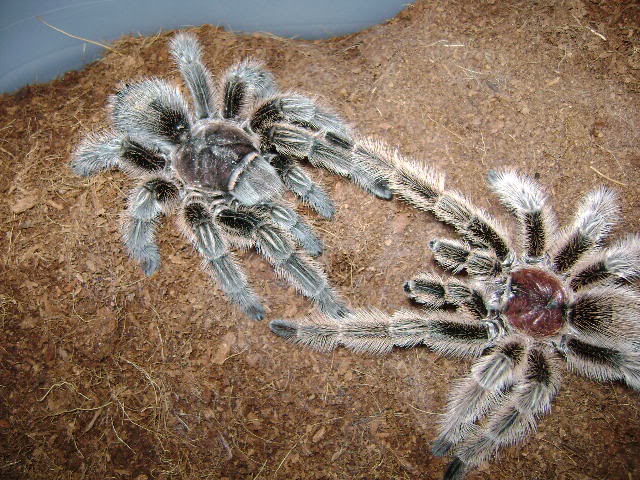 G. rosea mating