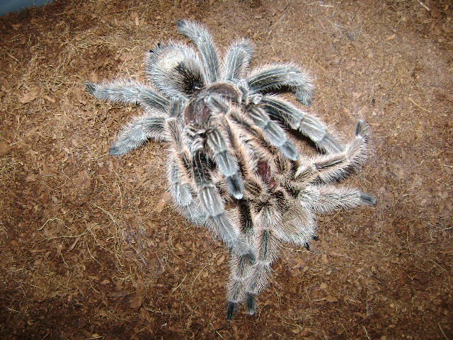 G. rosea mating